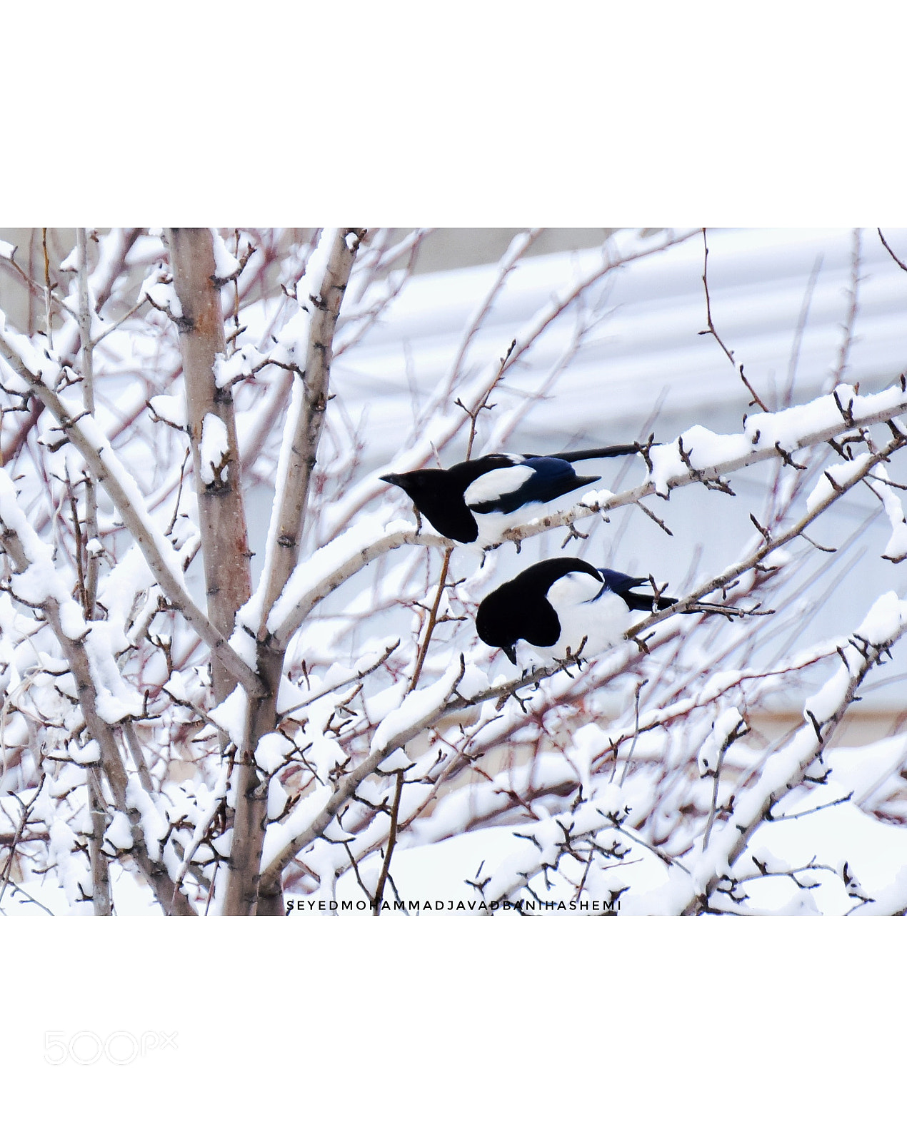Nikon D5300 sample photo. Snow crows photography