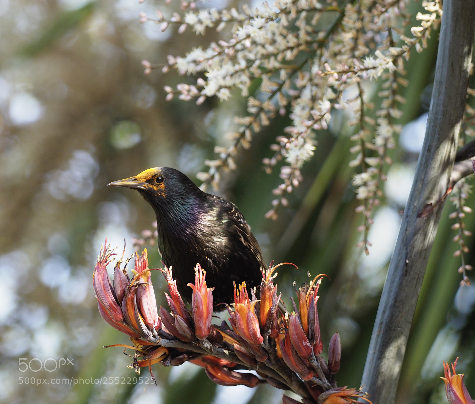 Olympus OM-D E-M1 Mark II sample photo. Starlings on the phormium photography