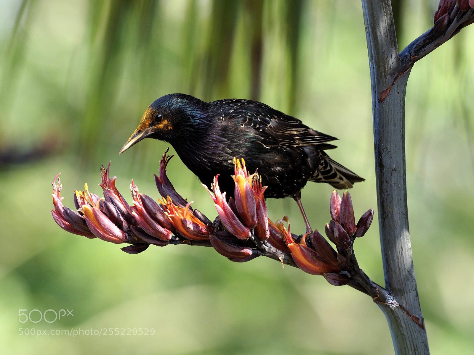 Olympus OM-D E-M1 Mark II sample photo. Starlings on the phormium photography