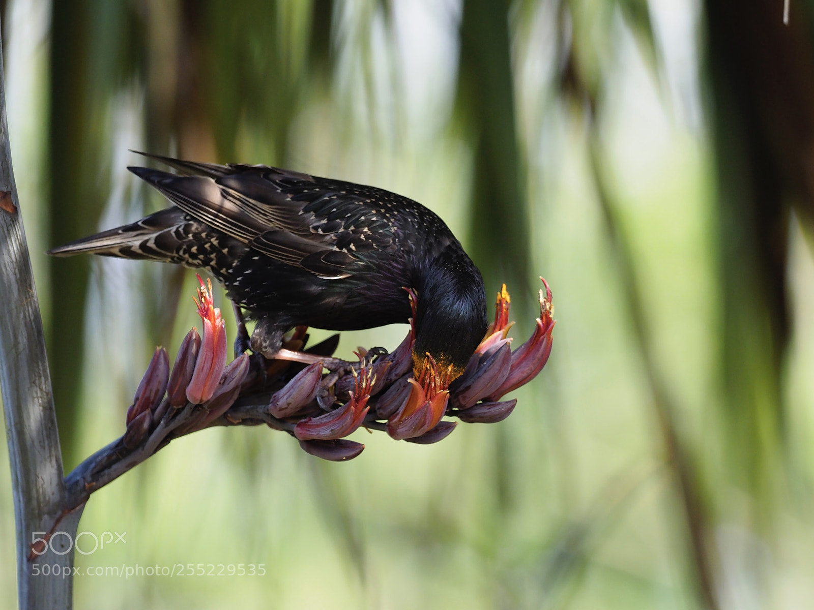 Olympus OM-D E-M1 Mark II sample photo. Starlings on the phormium photography