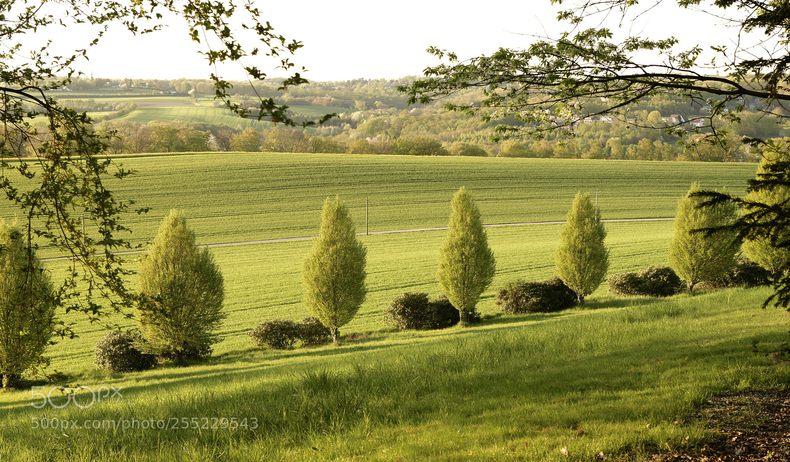 Nikon D850 sample photo. Trees in fresh spring photography