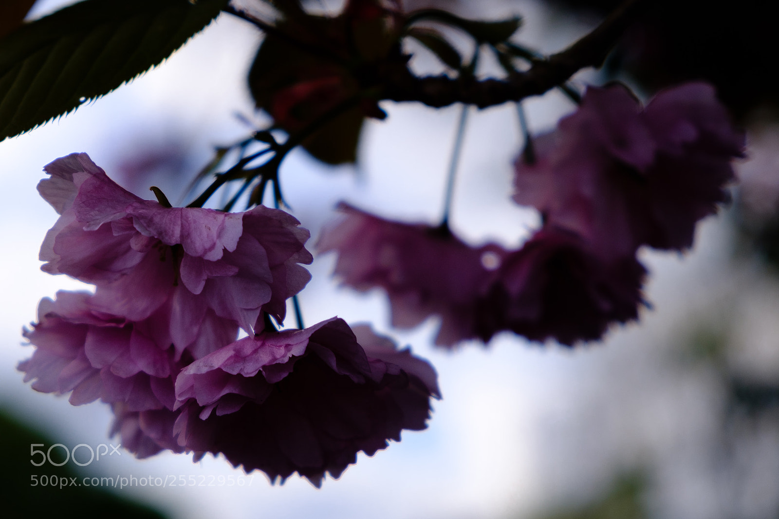 Fujifilm X-E3 sample photo. Sombre blossom photography