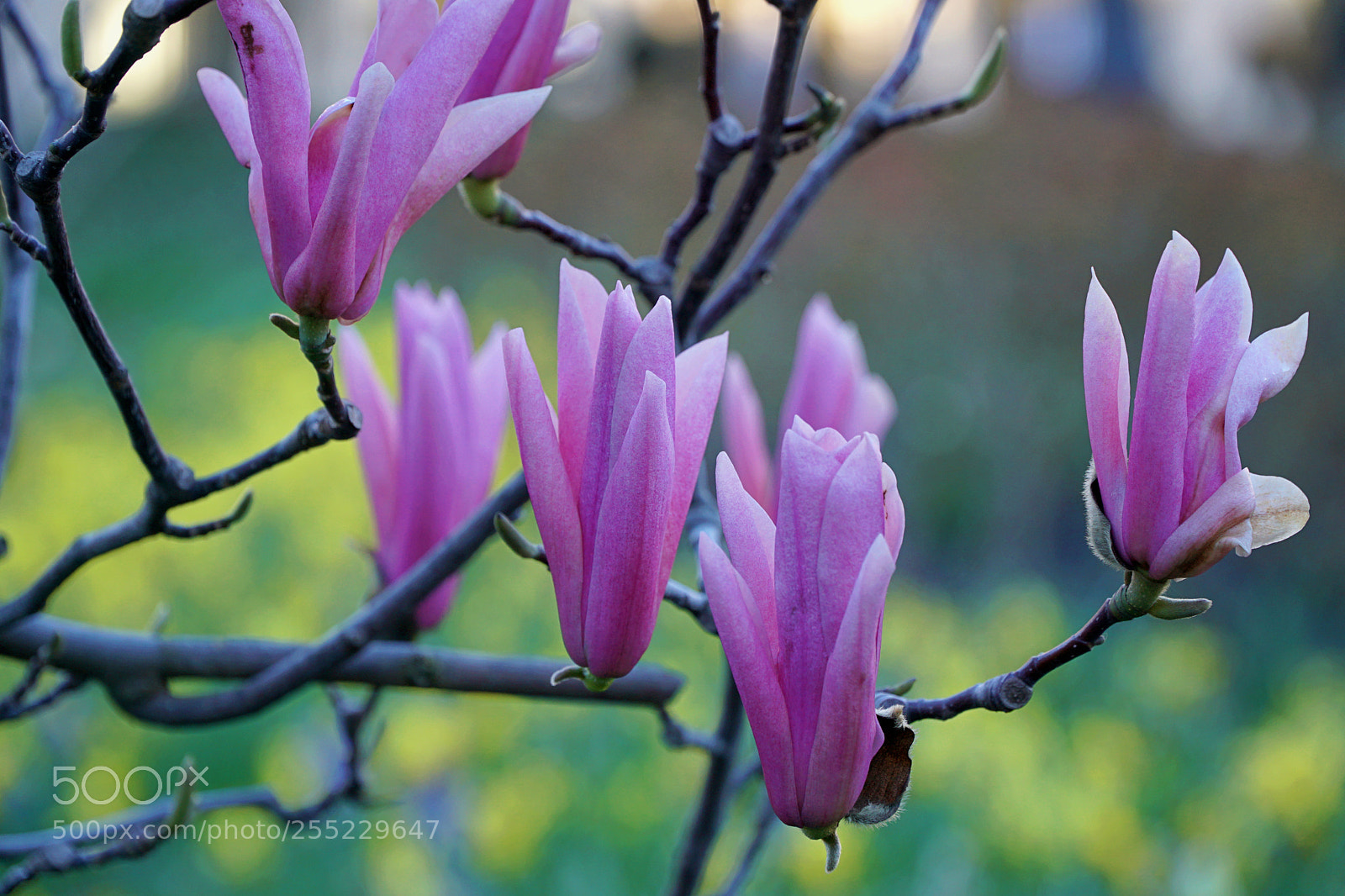 Sony a6500 sample photo. Magnolia photography