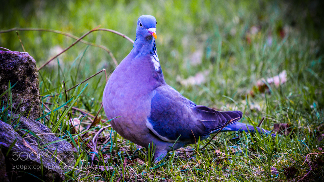 Nikon D5200 sample photo. Who! me? photography