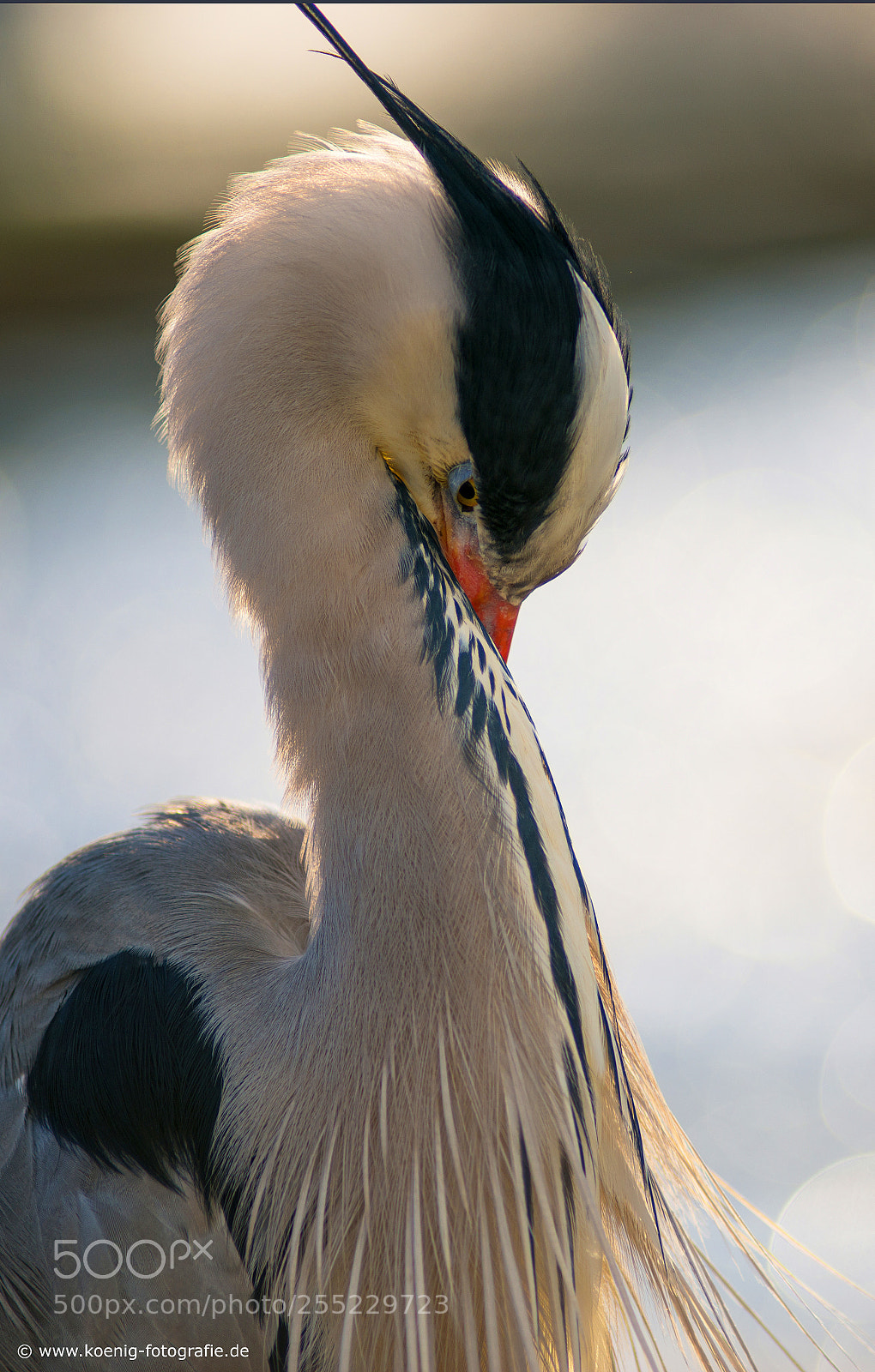 Nikon D800 sample photo. Fish heron portrait photography