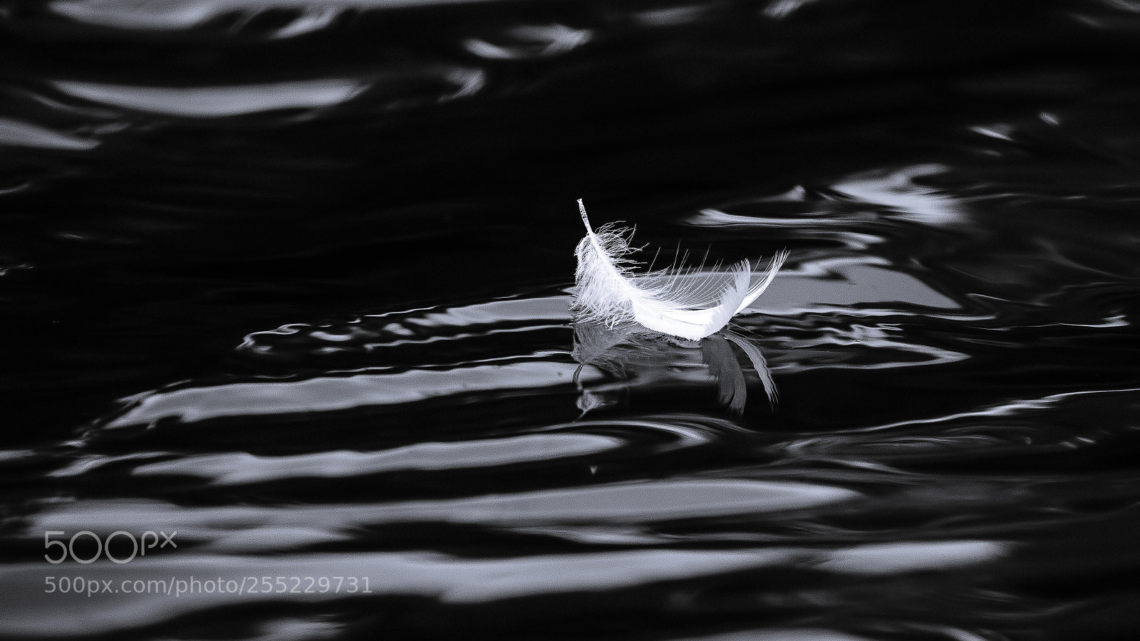Canon EOS 7D Mark II sample photo. Floating feather photography