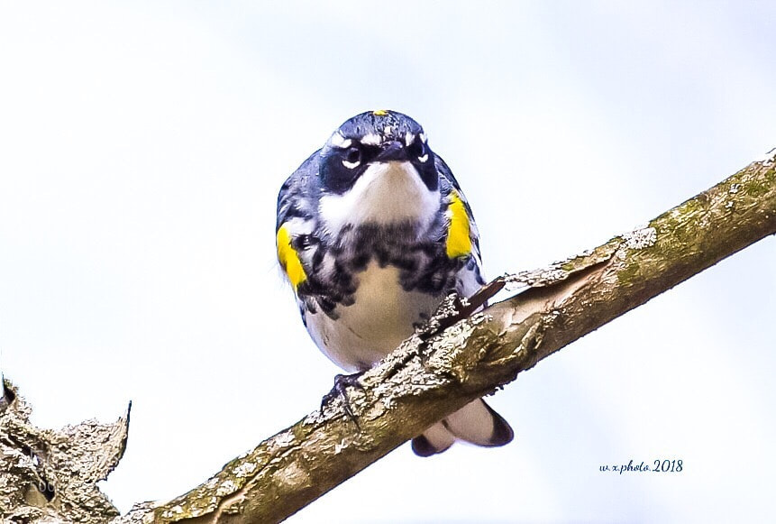 Canon EOS 7D Mark II sample photo. Yellow rumped warbler photography