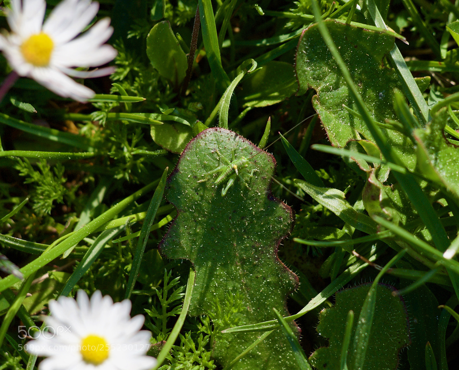 Olympus OM-D E-M10 sample photo. Grasshopper #1# photography