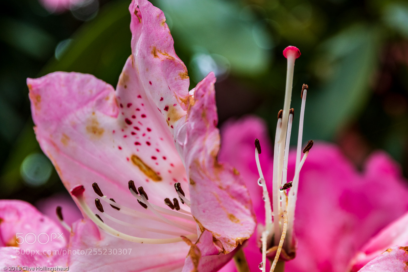 Canon EOS 7D Mark II sample photo. Stamen in the rain photography