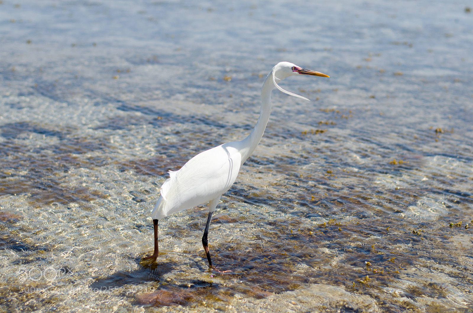Nikon D5100 sample photo. Heron photography