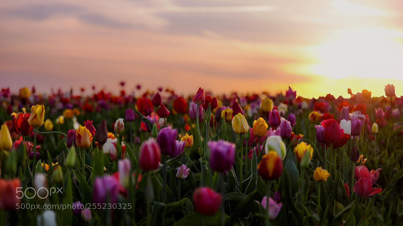 Canon EOS 5D Mark IV sample photo. Sunset on tulips' field photography