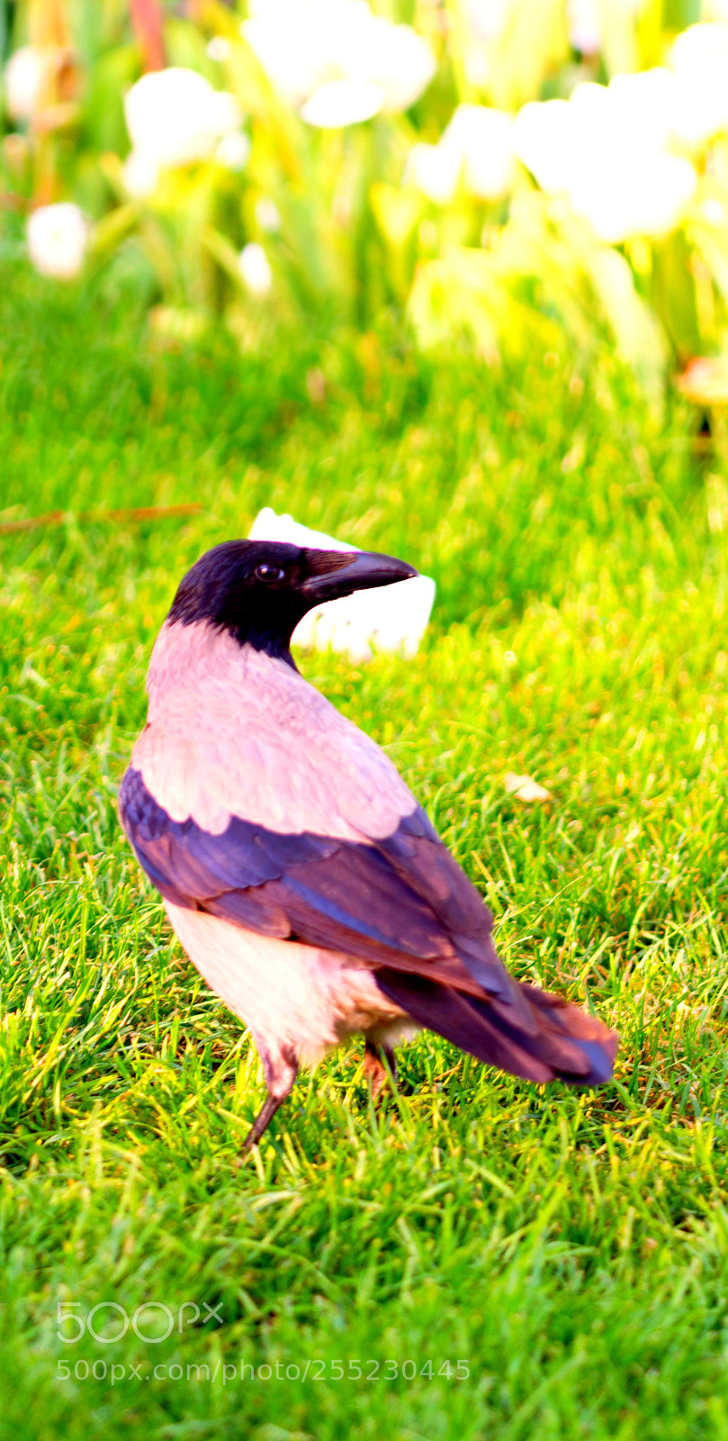 Nikon D7100 sample photo. Crow photography