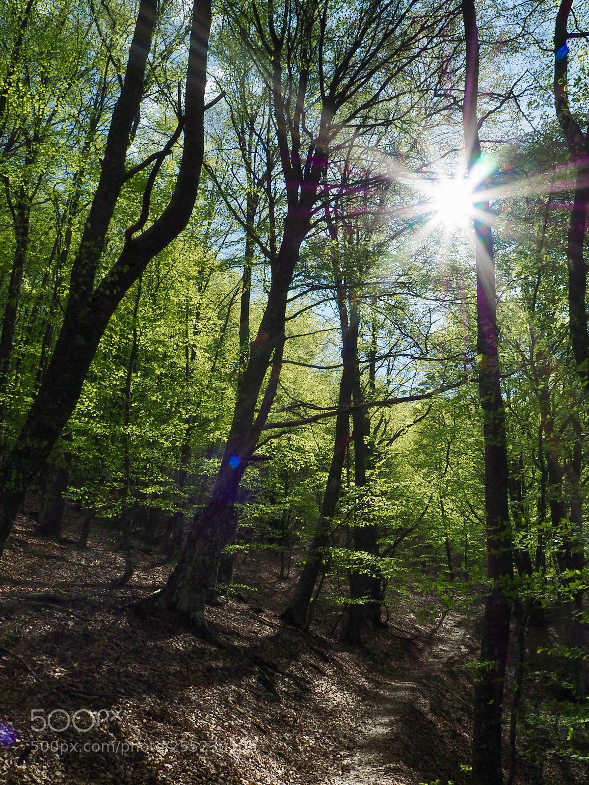 Olympus OM-D E-M5 II sample photo. Trough the trees... photography