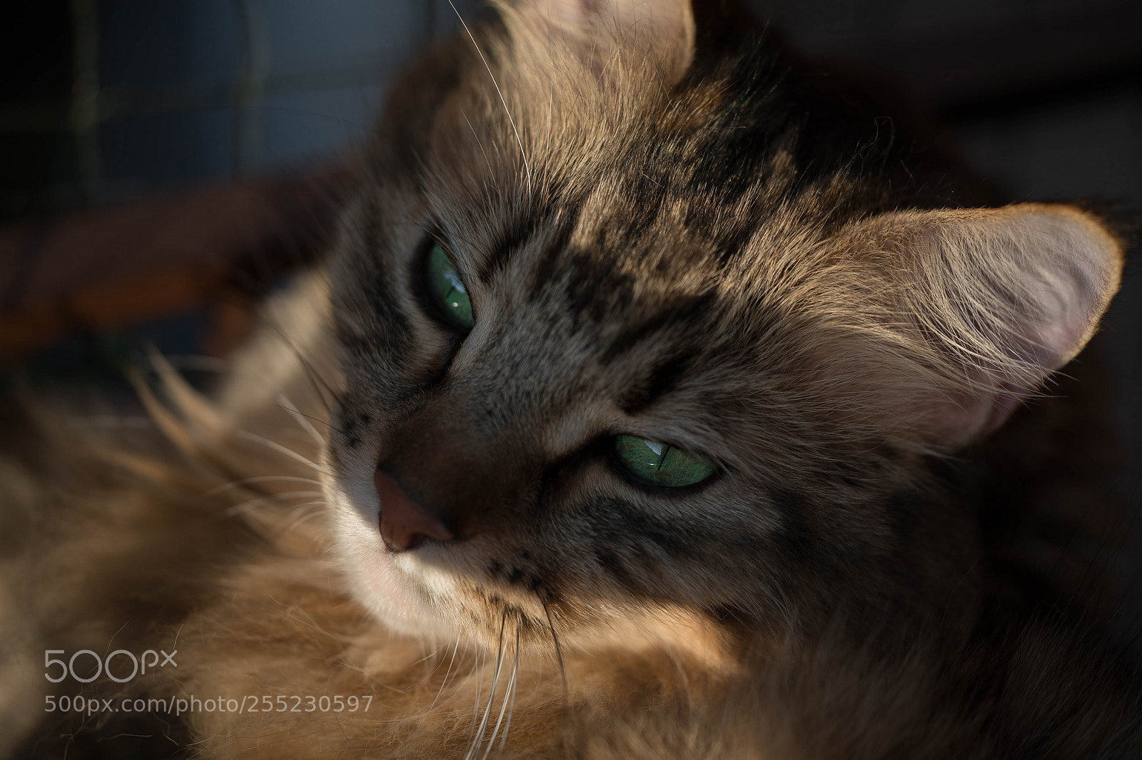 Canon EOS 5D Mark IV sample photo. Eyes blazing (bhargo) photography