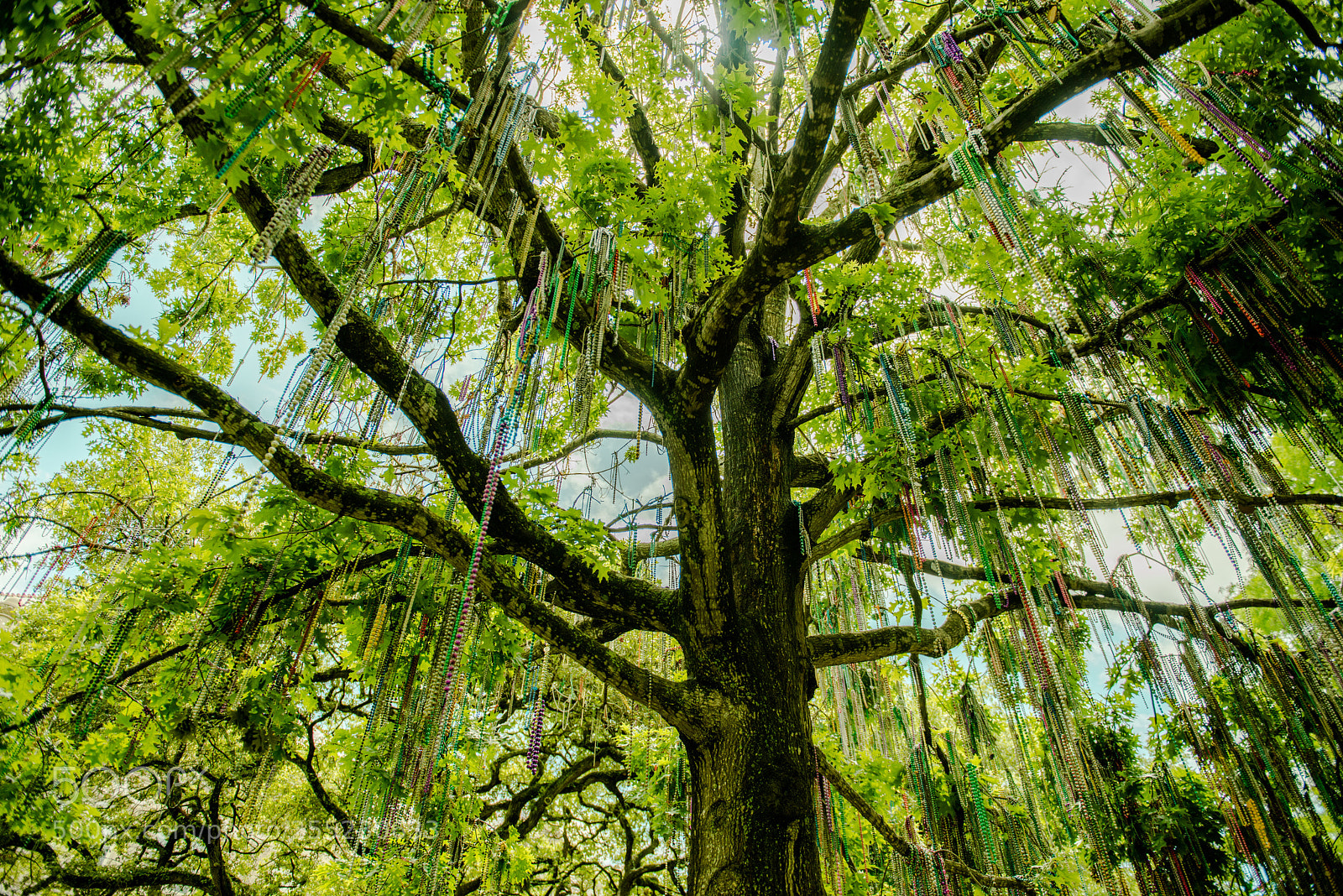 Nikon D800 sample photo. Tulane university photography