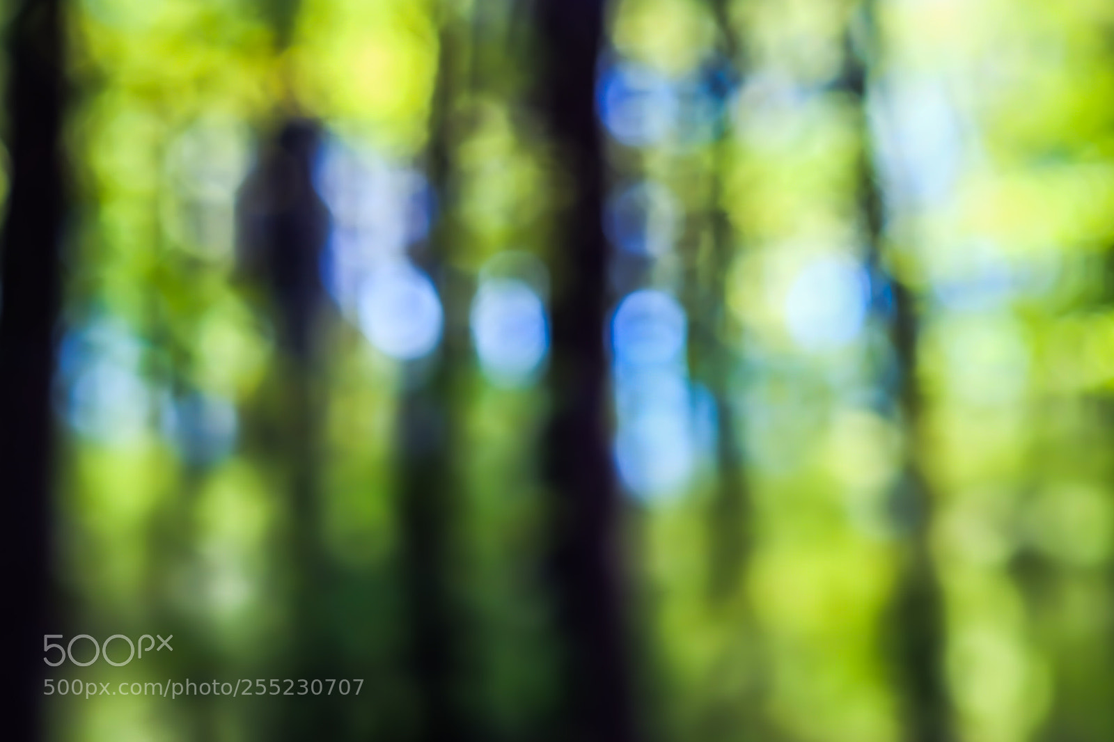 Fujifilm X-E2 sample photo. Spring in forest photography