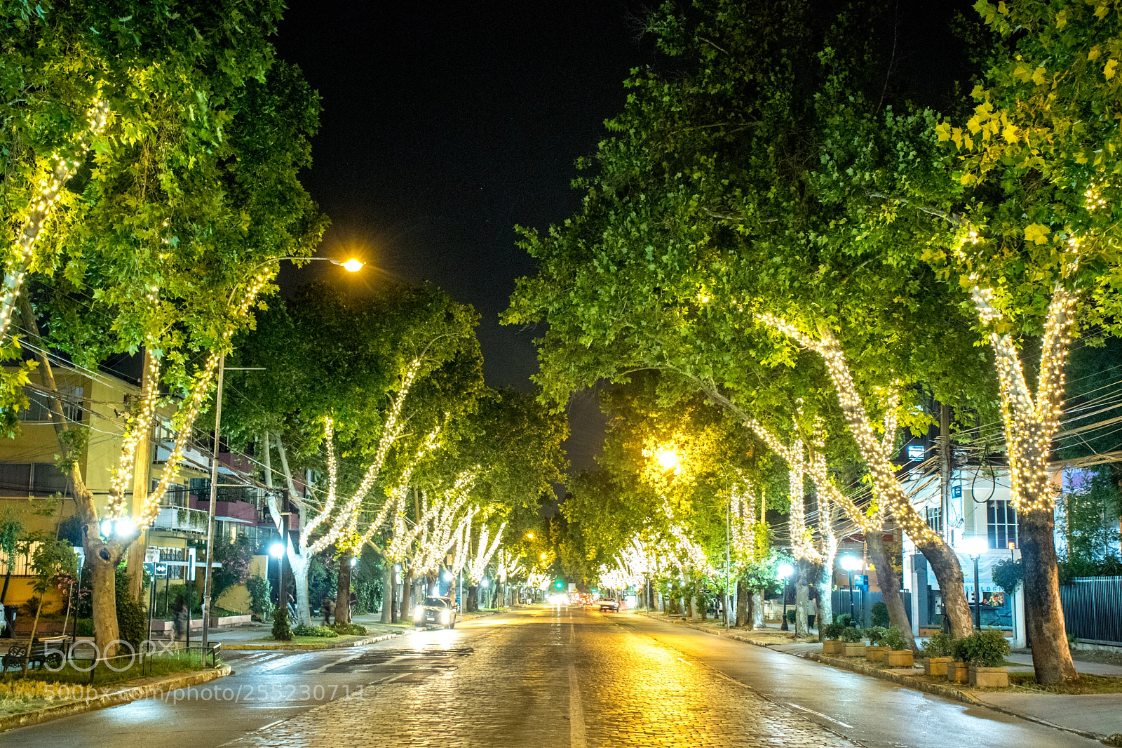Canon EOS 77D (EOS 9000D / EOS 770D) sample photo. Broken branches. photography