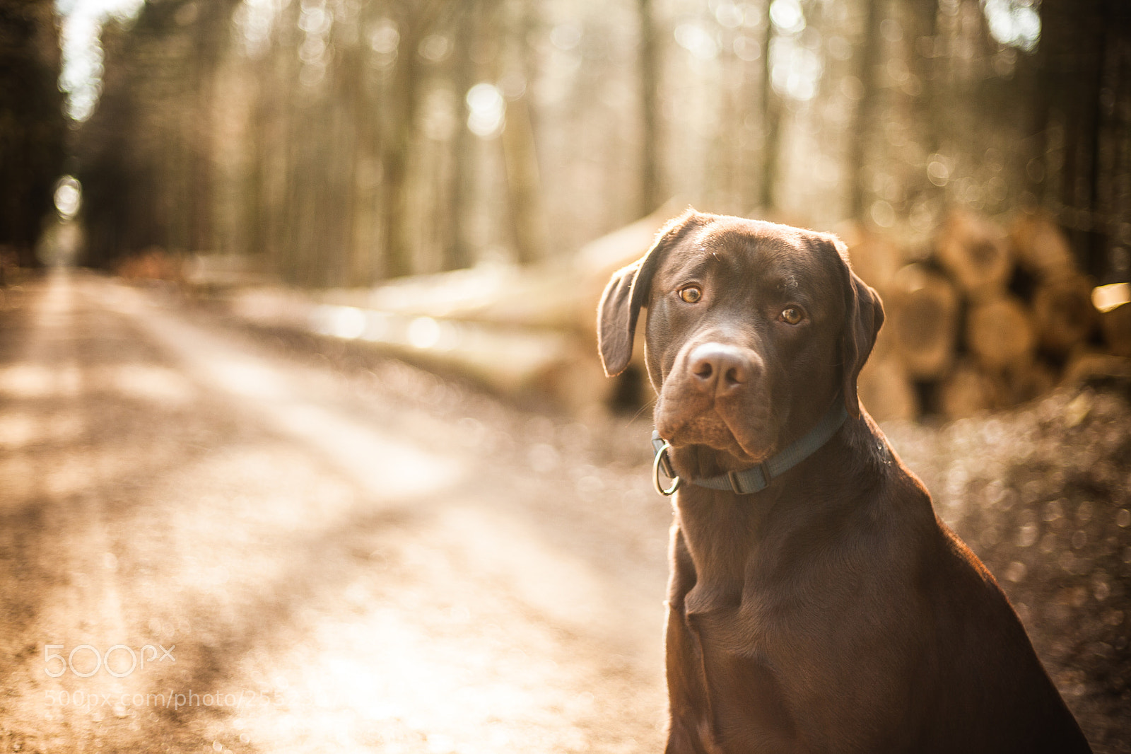 Canon EOS 5D Mark II sample photo. Doggy photography