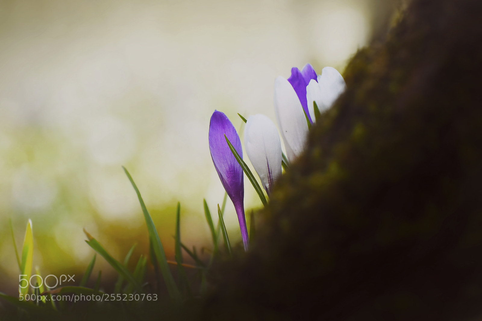 Nikon D7200 sample photo. Spring v photography