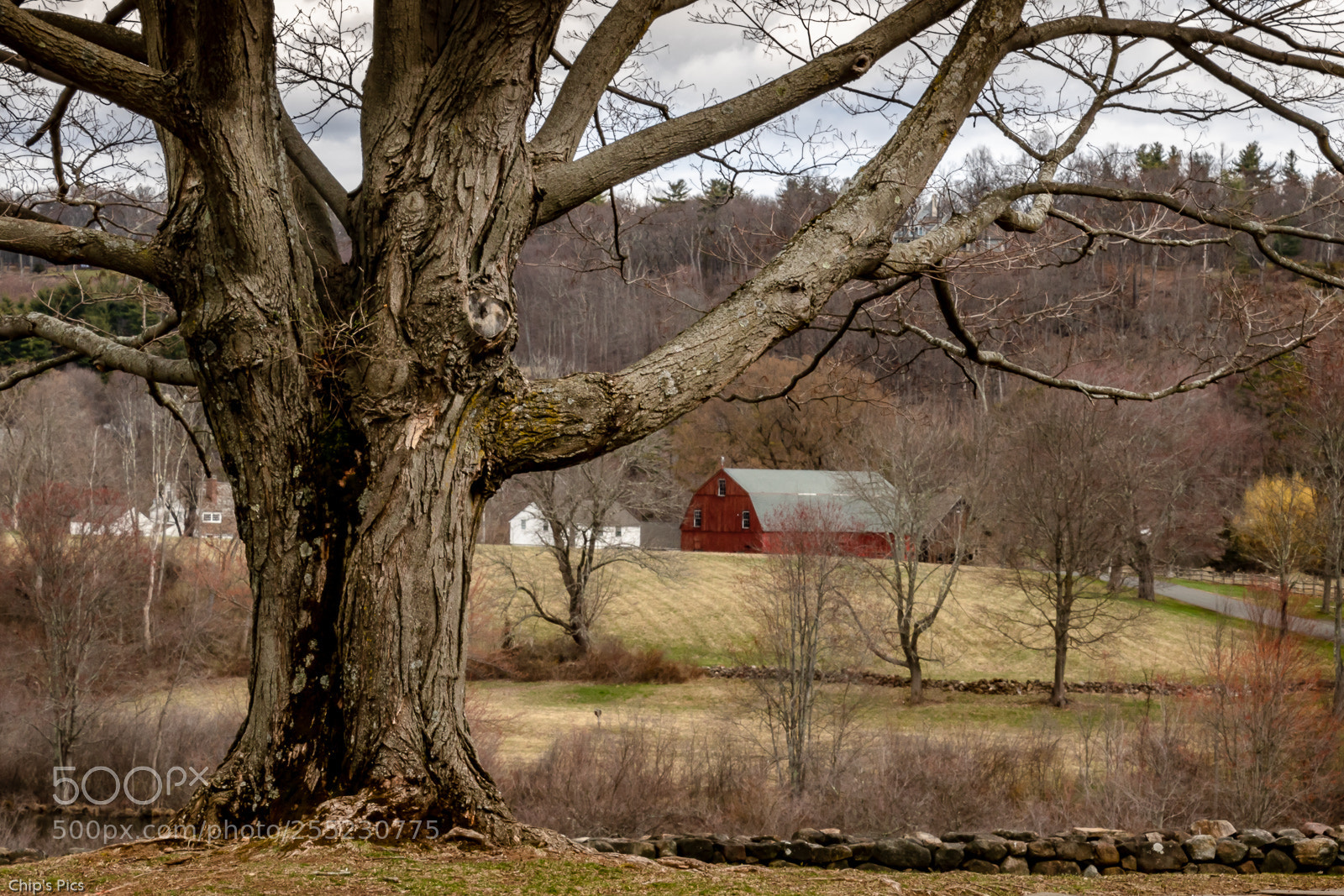 Canon EOS 760D (EOS Rebel T6s / EOS 8000D) sample photo. Old tree and red photography
