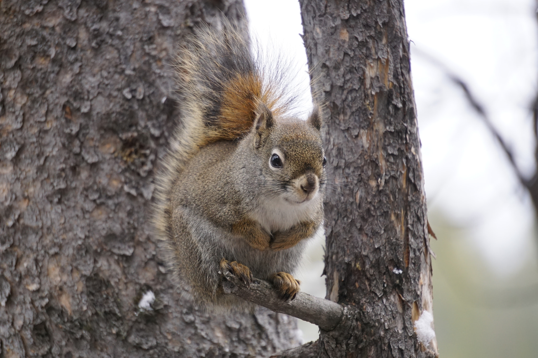 Sony E 55-210mm F4.5-6.3 OSS sample photo. Squirrel photography