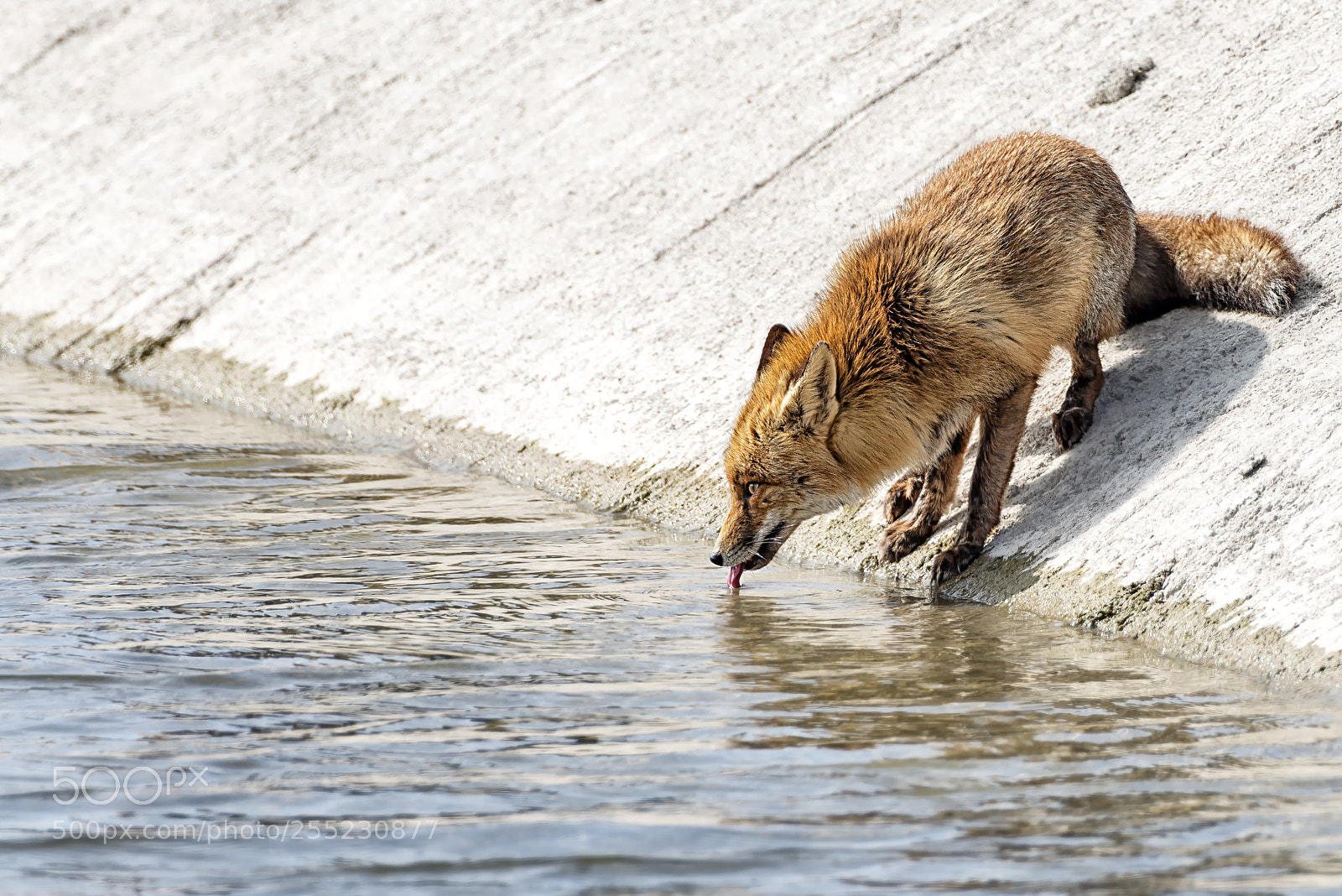 Pentax K-1 sample photo. Red fox photography