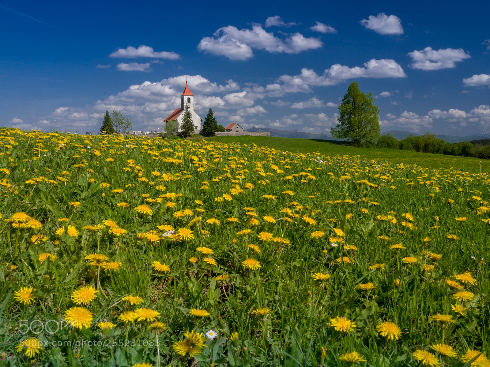 Olympus OM-D E-M10 sample photo. Slovenian spring photography