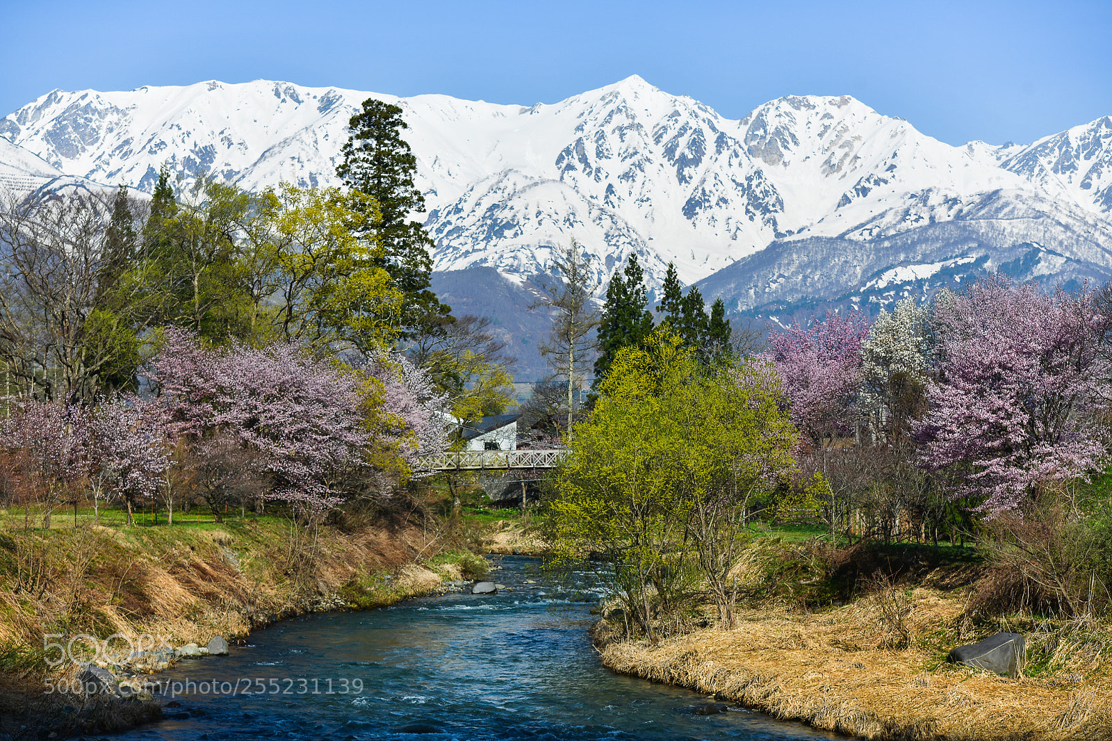 Nikon D850 sample photo. Spring paradise photography