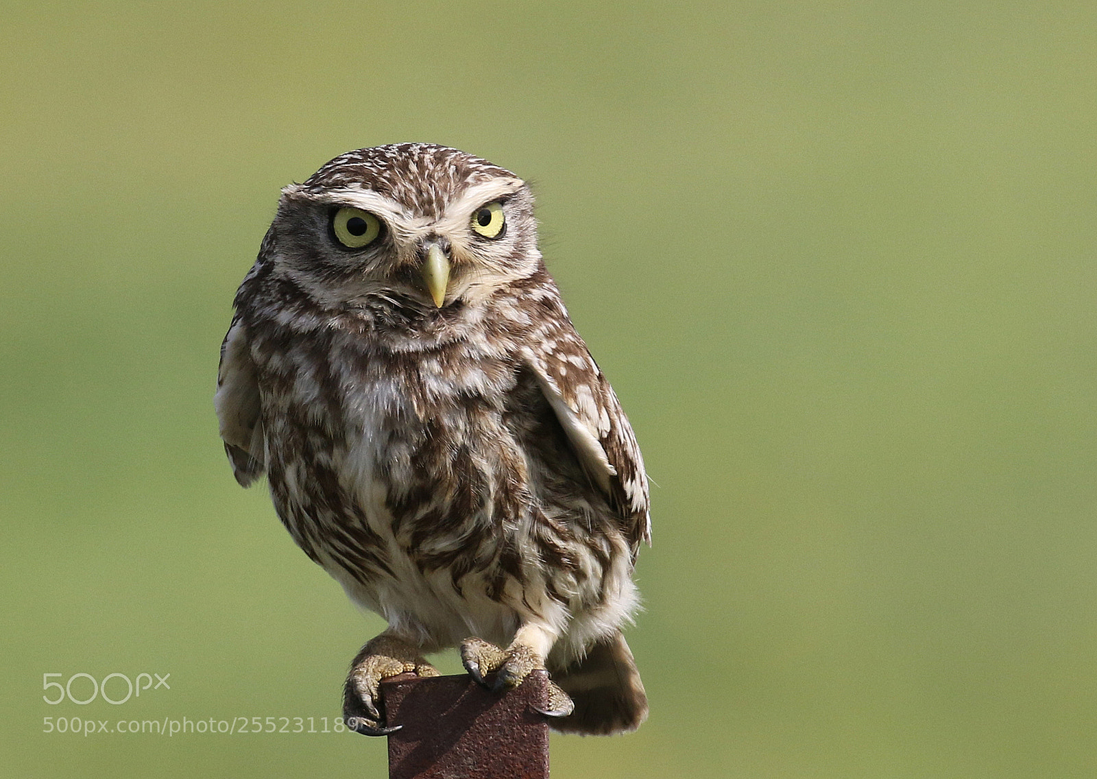 Canon EOS 7D Mark II sample photo. Littel owl photography
