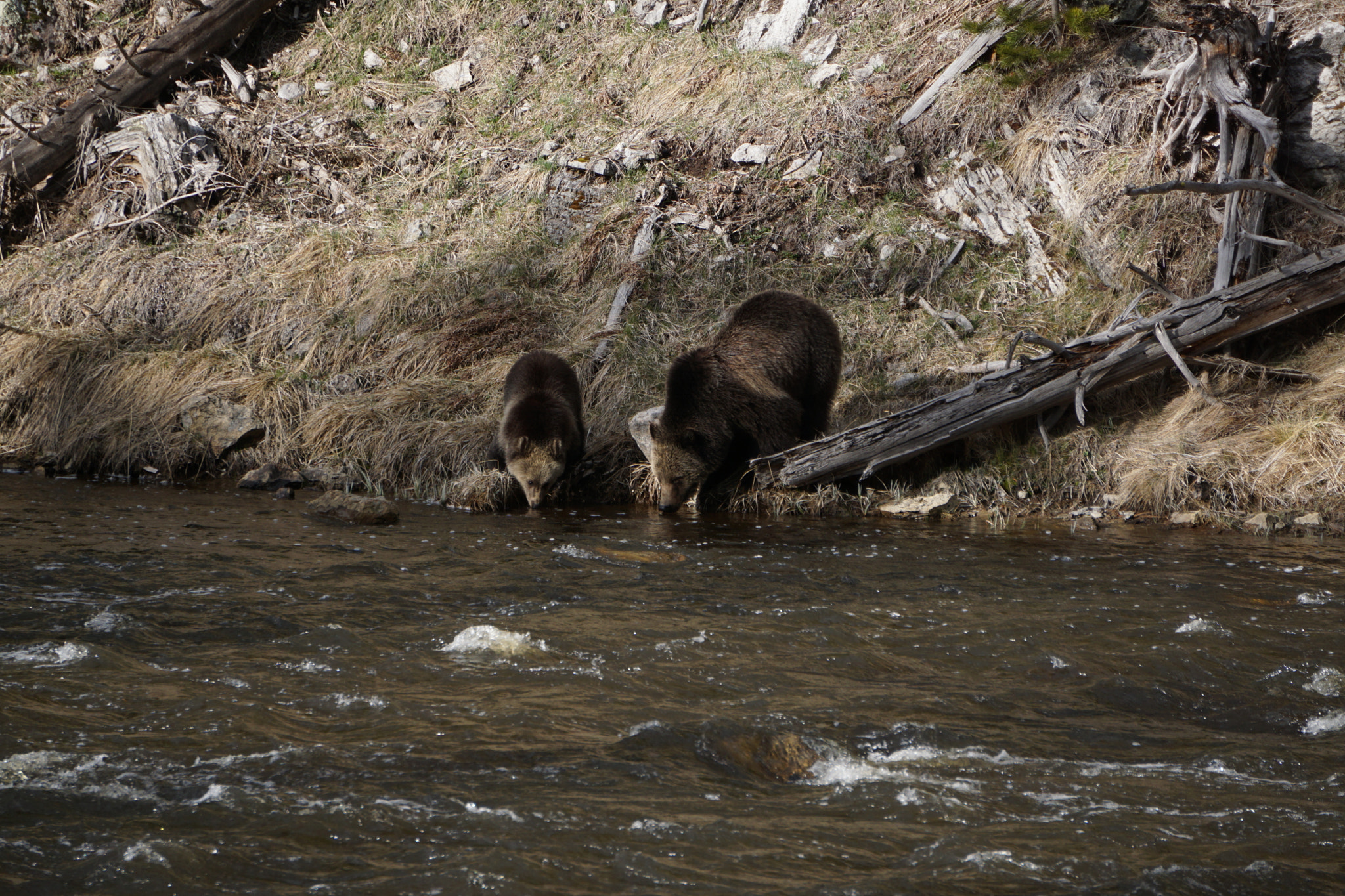 Sony E 55-210mm F4.5-6.3 OSS sample photo. Grizzley photography