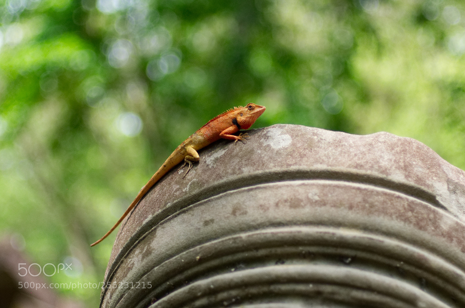 Pentax K-30 sample photo. Gekon photography