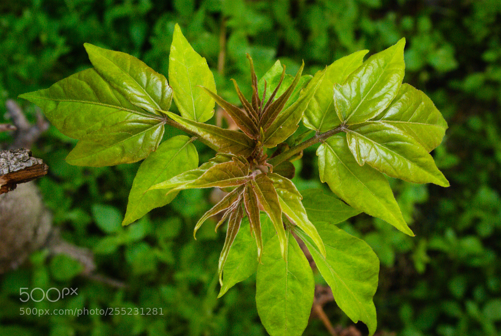 Pentax K10D sample photo. Rebirth of a tree... photography