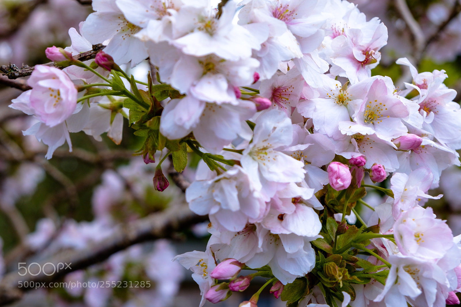 Fujifilm X-E3 sample photo. Pink blossom photography