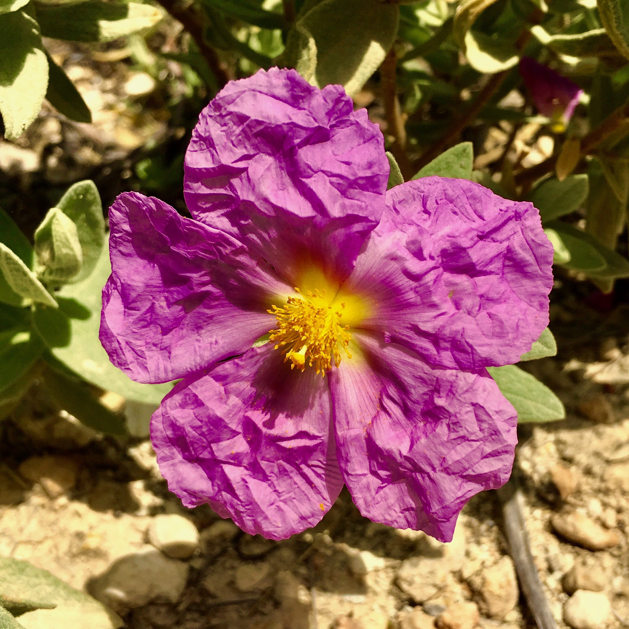 Apple iPad Pro sample photo