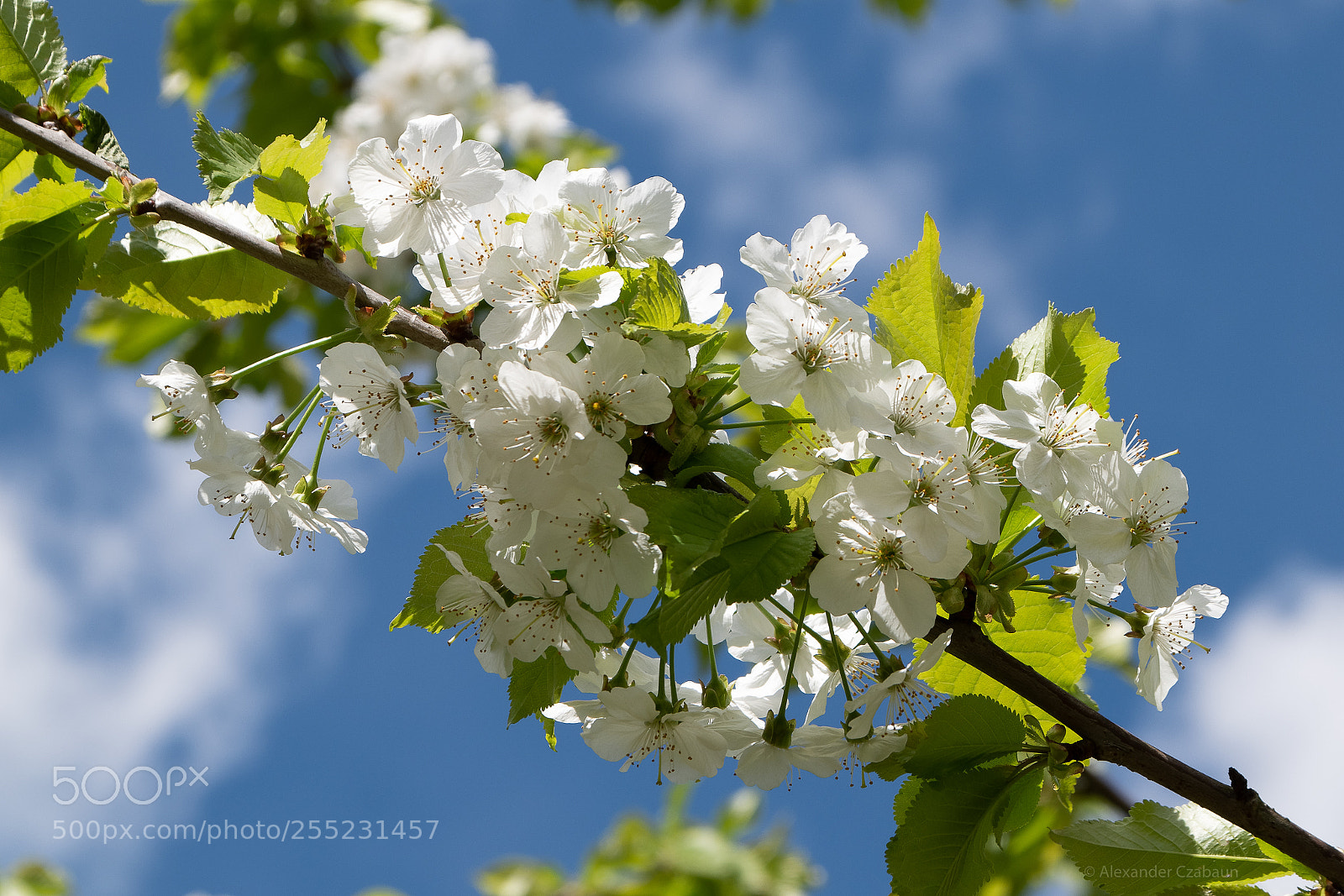 Nikon D5500 sample photo. Blossoms photography