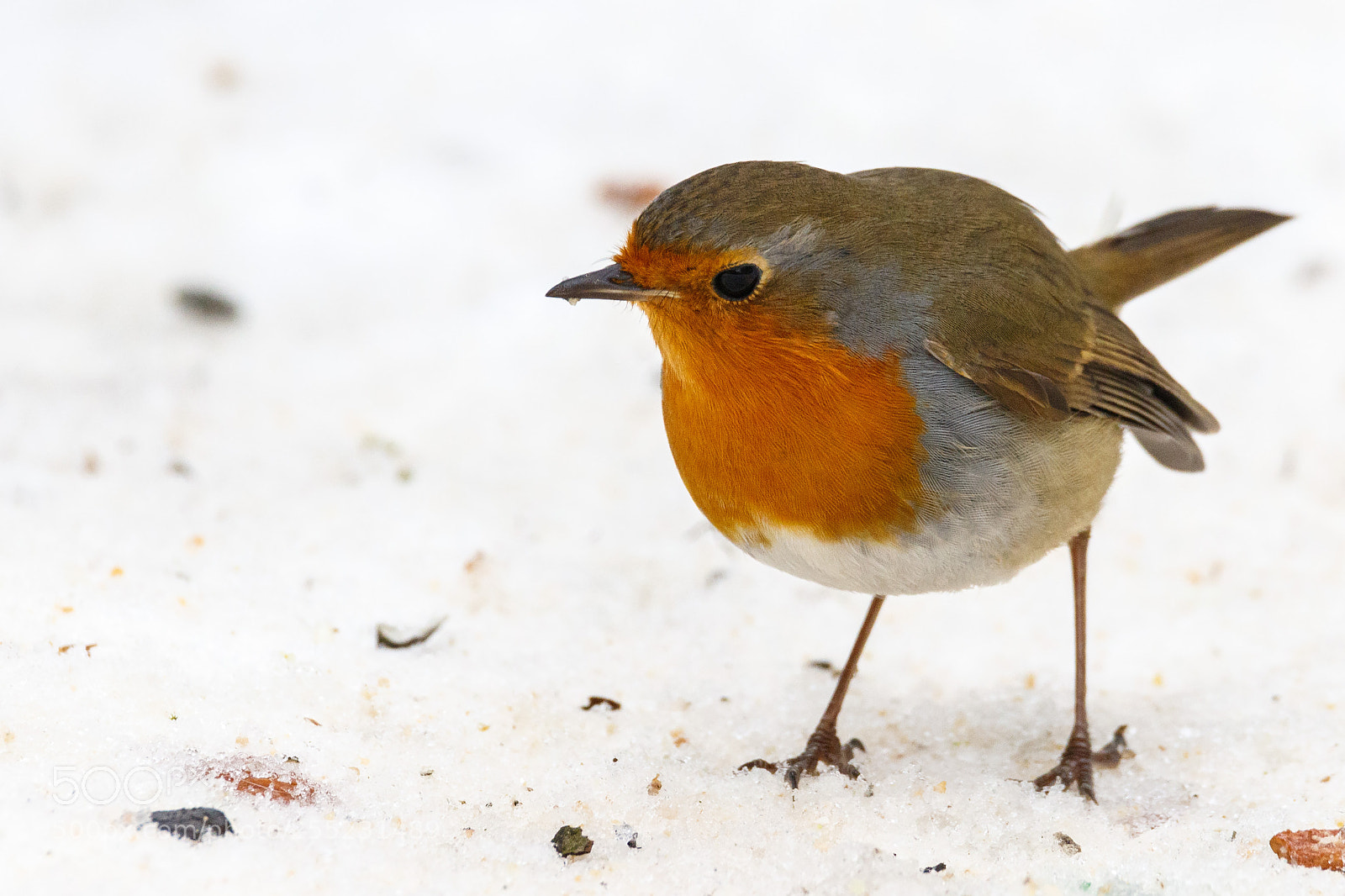 Canon EOS 7D Mark II sample photo. Robin (*) photography