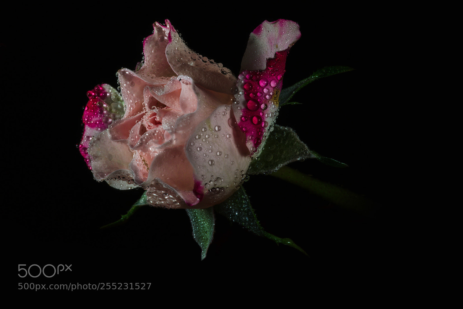 Nikon D7000 sample photo. Low key rose photography