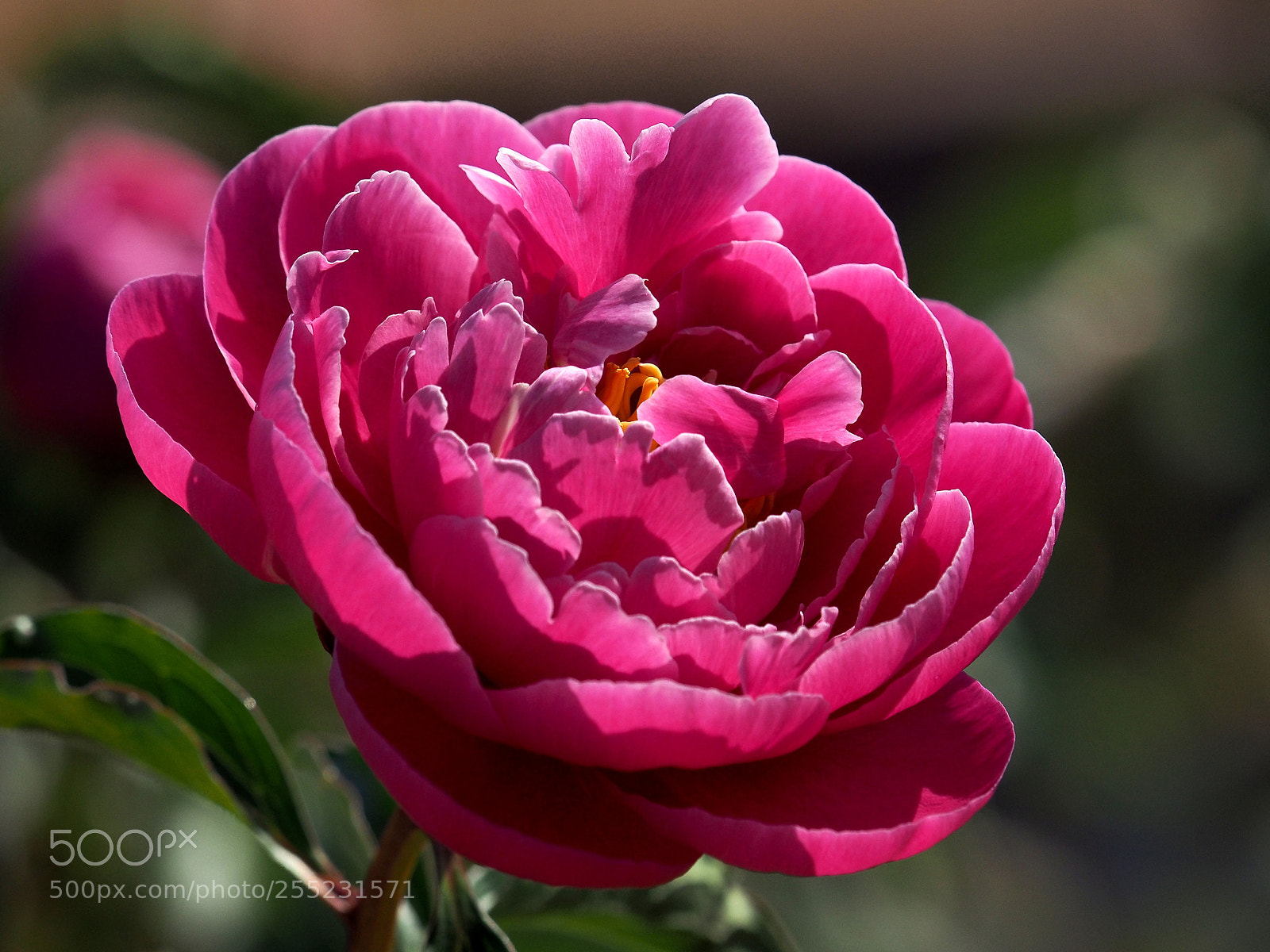 Olympus OM-D E-M1 sample photo. Medicinal plants photography