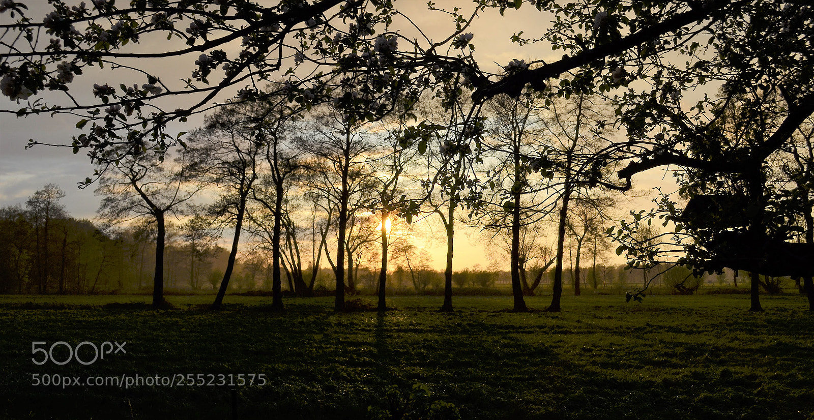 Nikon D5100 sample photo. Wet grassland photography