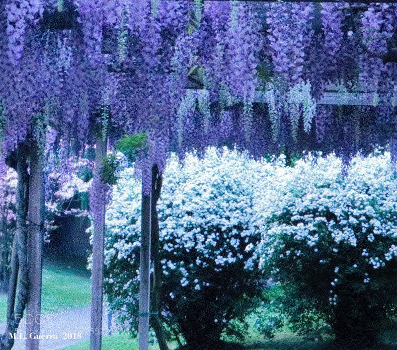 Canon EOS 750D (EOS Rebel T6i / EOS Kiss X8i) sample photo. Blue rain photography