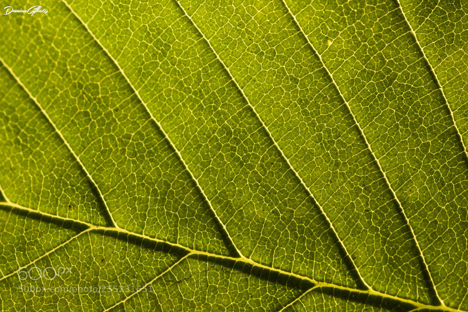 Canon EOS 50D sample photo. Chlorophyll photography