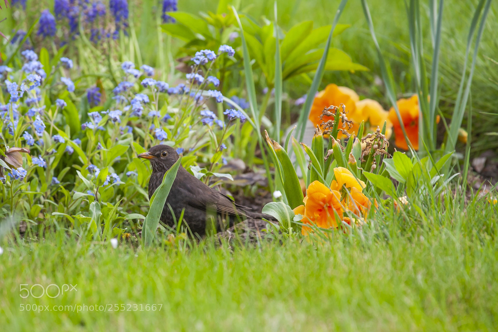 Canon EOS 5D sample photo. Blackbird in spring photography