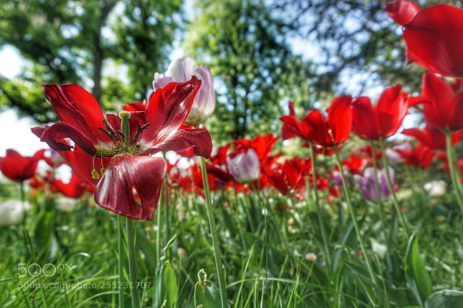 Sony a5100 sample photo. Unter den tulpen in photography