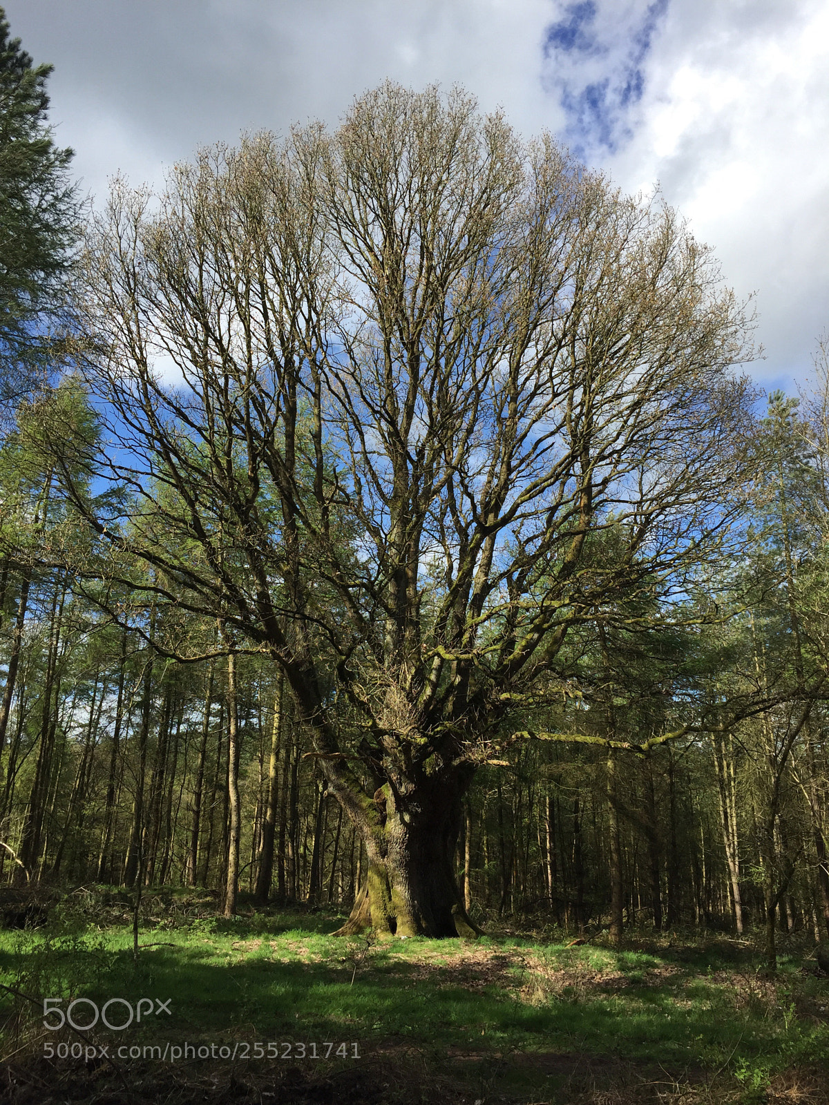Apple iPhone 6 sample photo. Amazing oak tree photography