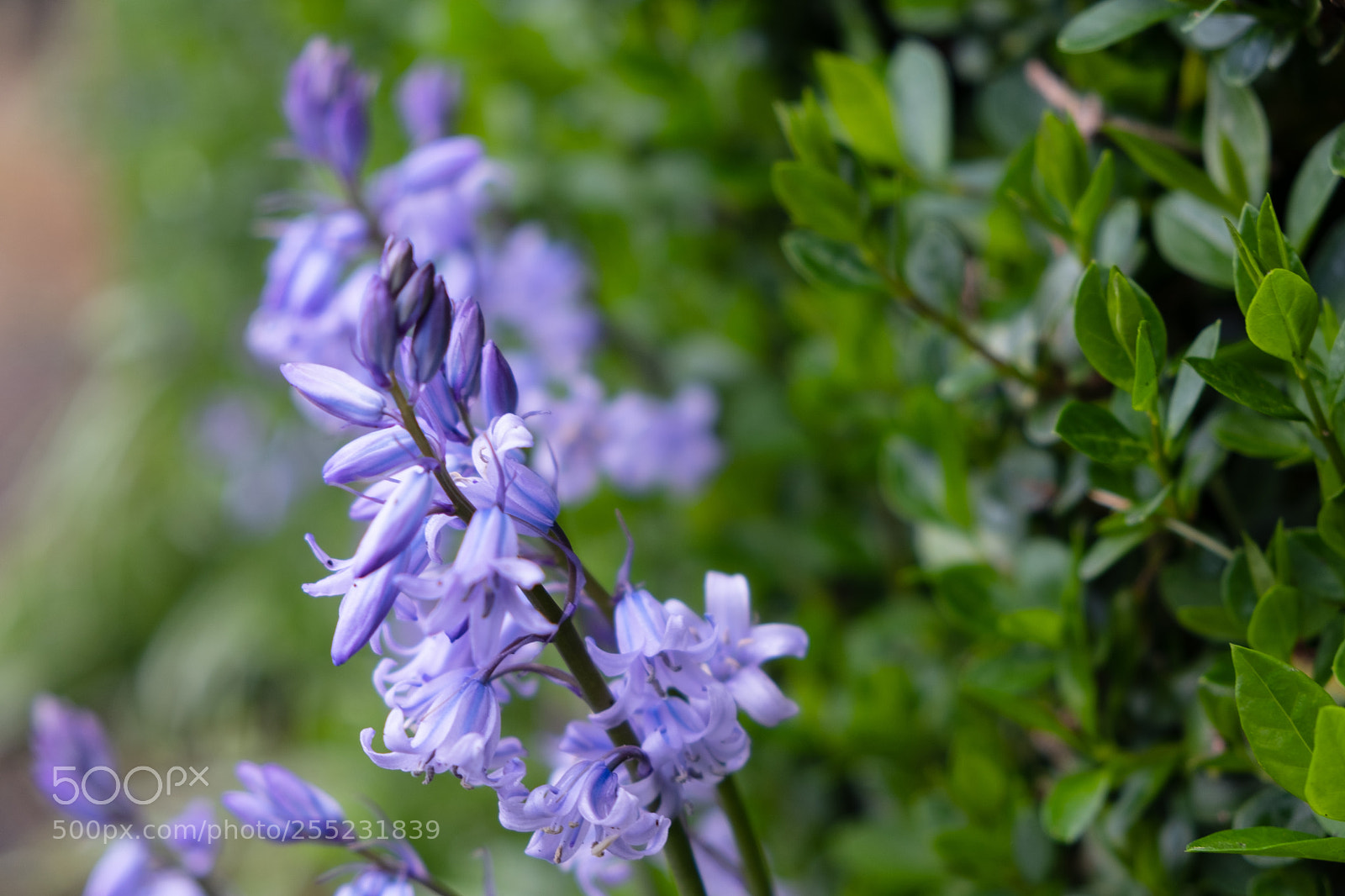 Fujifilm X-E3 sample photo. Lilac blossom photography