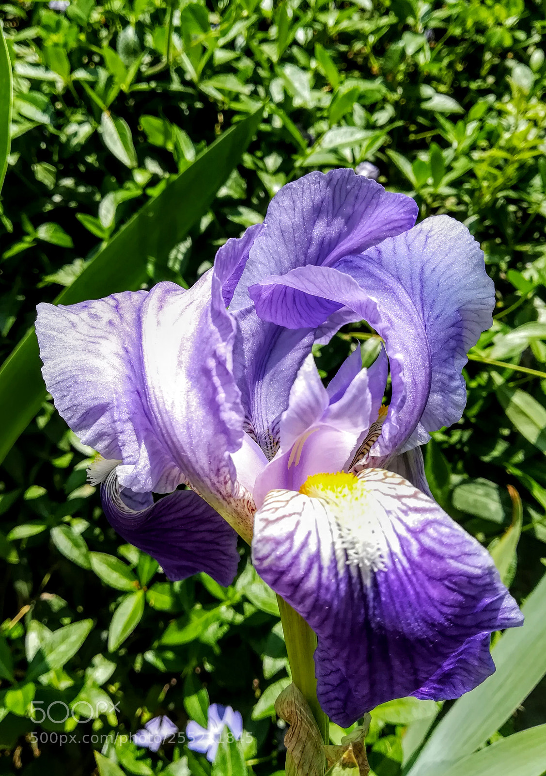 HUAWEI PRA-LX1 sample photo. Untitled photography