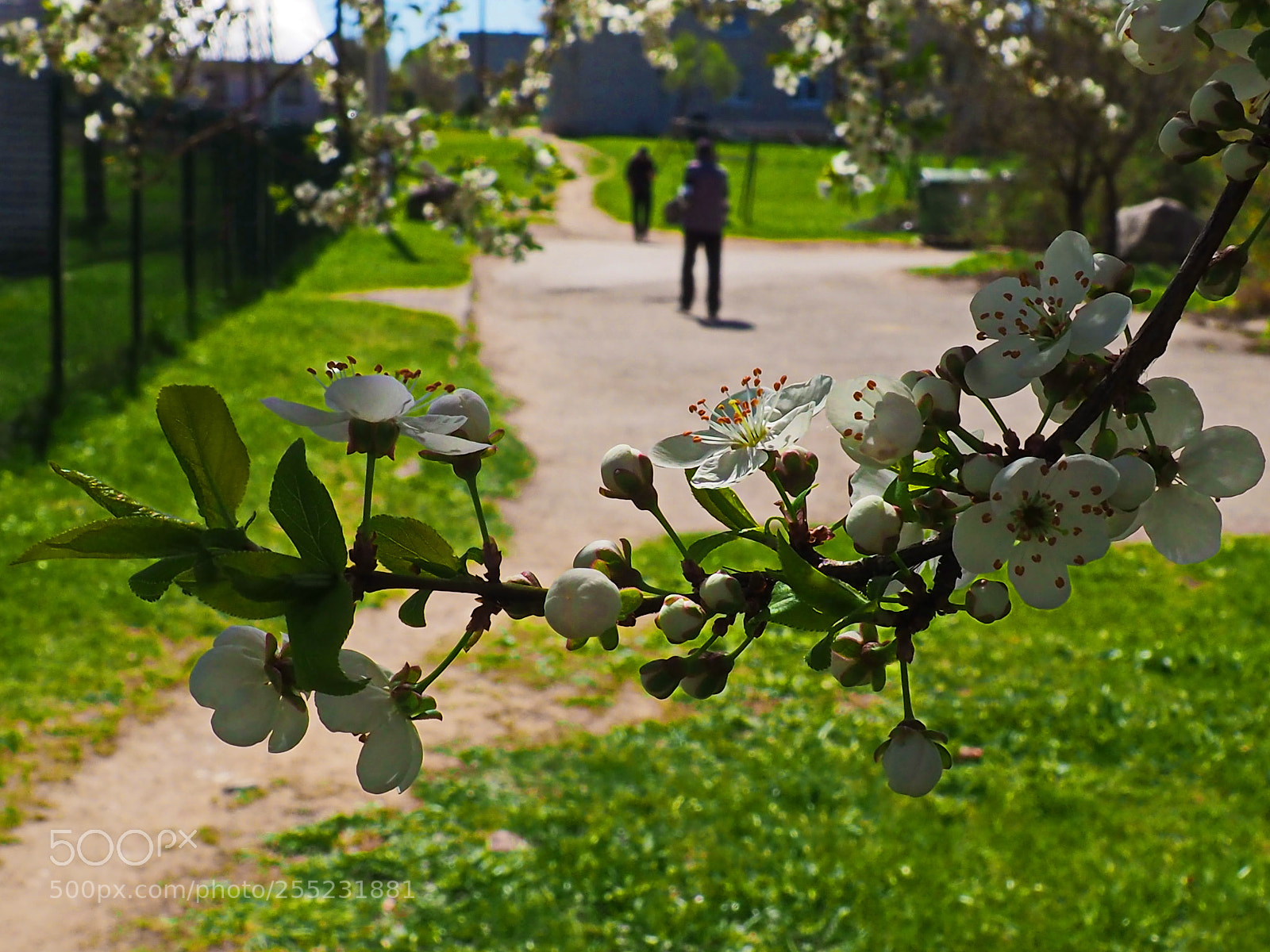 Olympus OM-D E-M10 II sample photo. April's day photography