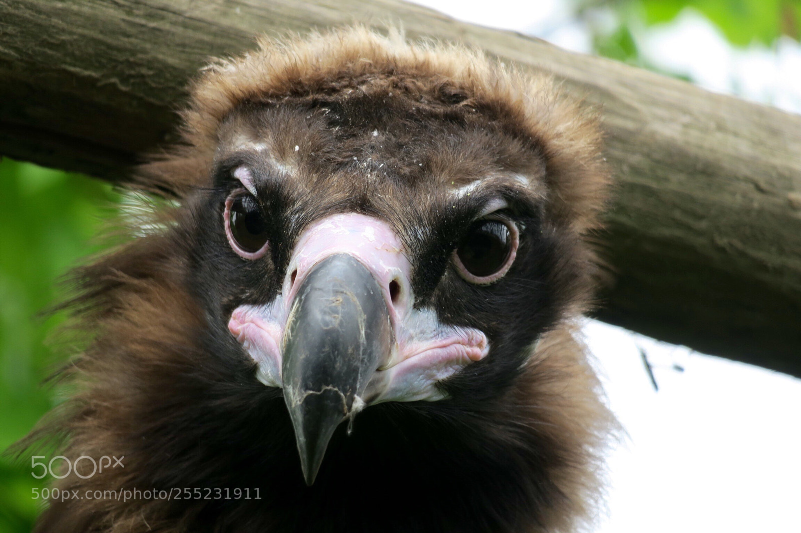 Canon PowerShot G3 X sample photo. Vulture photography