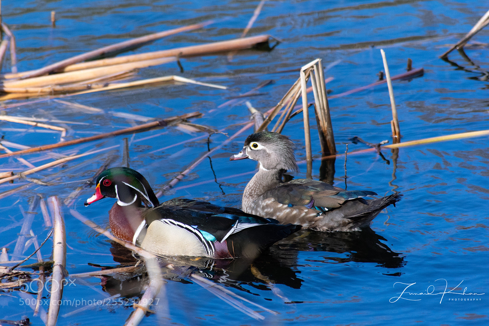 Nikon D3400 sample photo. Wood ducks  photography
