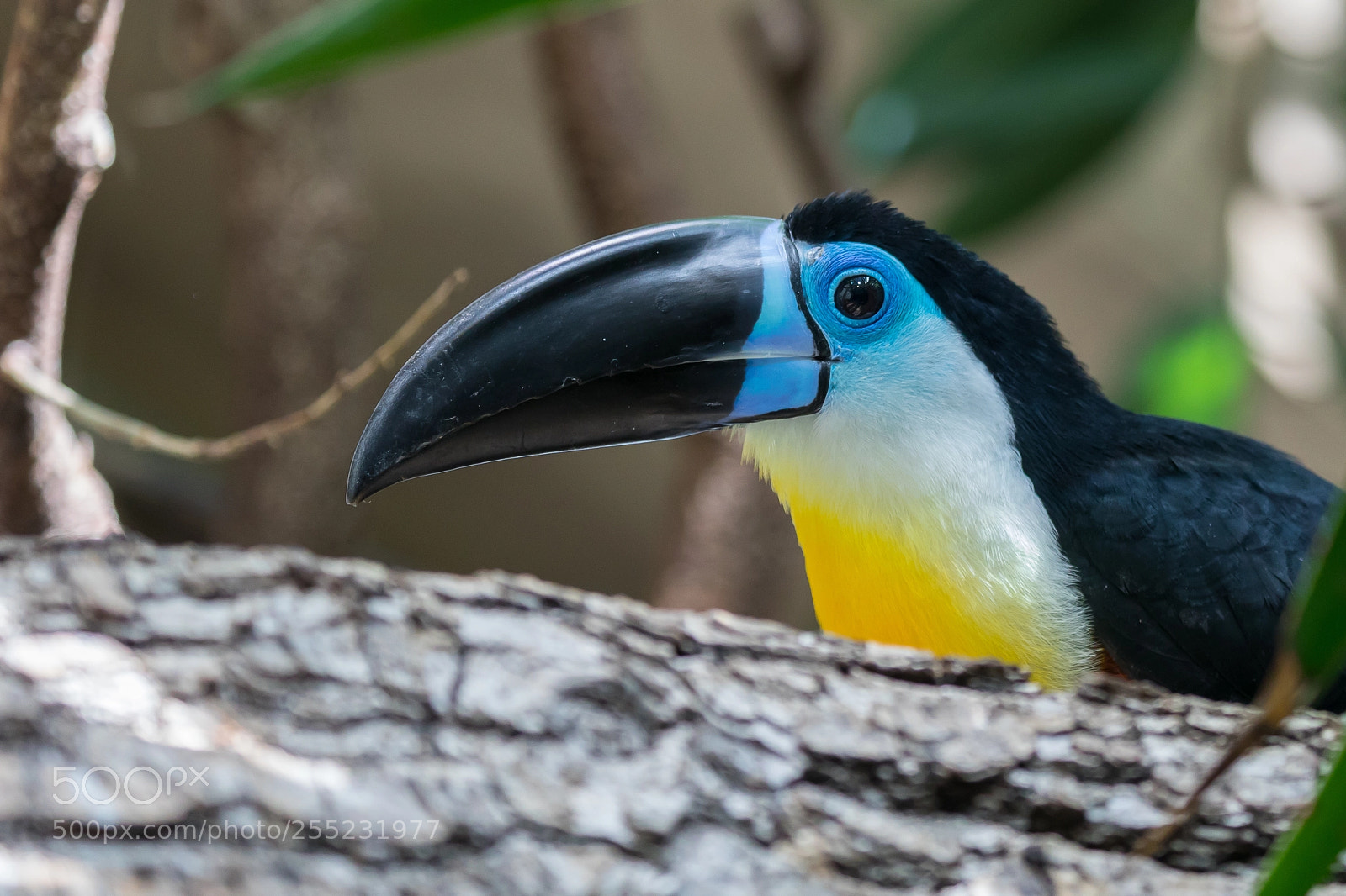 Canon EOS 5D Mark IV sample photo. Toucan photography